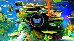 10 Hours Of Calm Relaxing Fish Aquarium With Music  Coral Reef Aquarium With Soothing Sleep Music