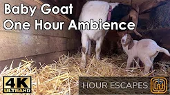 4K Baby Goat  One Hour Sound and Video